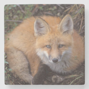 red fox, Vulpes vulpes, in fall colours Stone Coaster