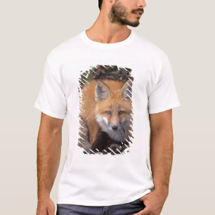 red fox, Vulpes vulpes, in fall colours T-Shirt