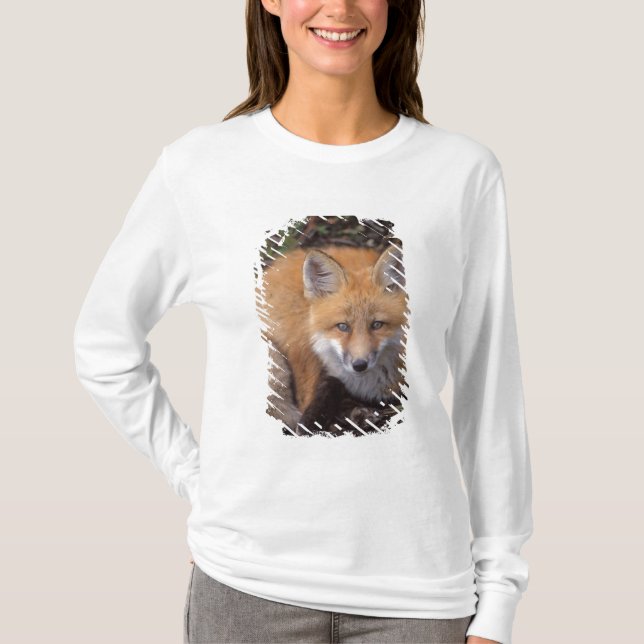 red fox, Vulpes vulpes, in fall colours T-Shirt (Front)