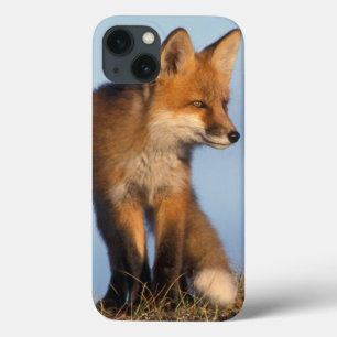 red fox, Vulpes vulpes, in the 1002 area of iPhone 13 Case
