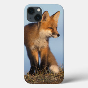red fox, Vulpes vulpes, in the 1002 area of iPhone 13 Case