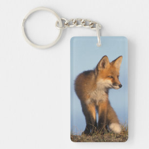 red fox, Vulpes vulpes Key Ring