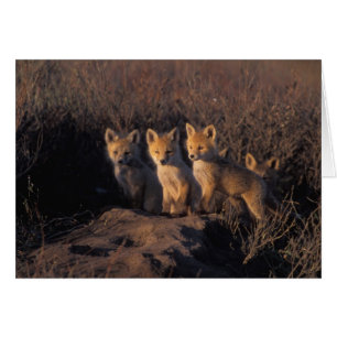 red fox, Vulpes vulpes, kits
