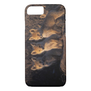 red fox, Vulpes vulpes, kits iPhone 8/7 Case