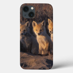 red fox, Vulpes vulpes, kits iPhone 13 Case