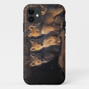 red fox, Vulpes vulpes, kits iPhone 11 Case