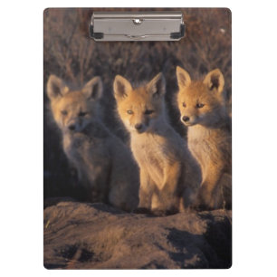 red fox, Vulpes vulpes, kits Clipboard