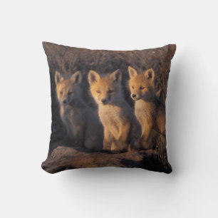 red fox, Vulpes vulpes, kits Cushion