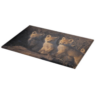 red fox, Vulpes vulpes, kits Cutting Board