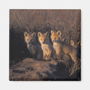 red fox, Vulpes vulpes, kits Magnet