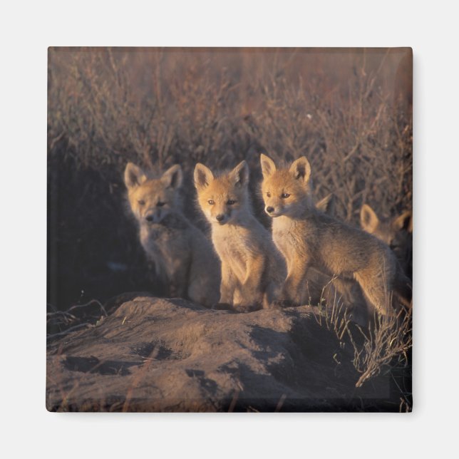 red fox, Vulpes vulpes, kits Magnet (Front)