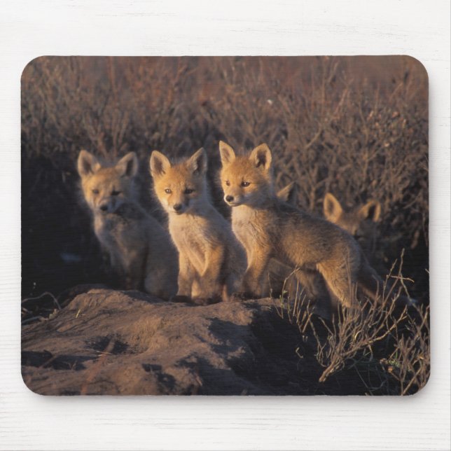 red fox, Vulpes vulpes, kits Mouse Pad (Front)