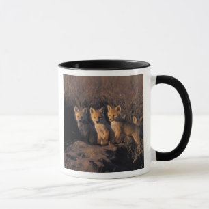 red fox, Vulpes vulpes, kits Mug