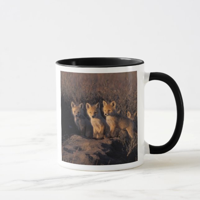 red fox, Vulpes vulpes, kits Mug (Right)