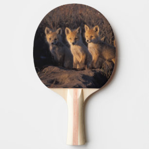 red fox, Vulpes vulpes, kits Ping Pong Paddle