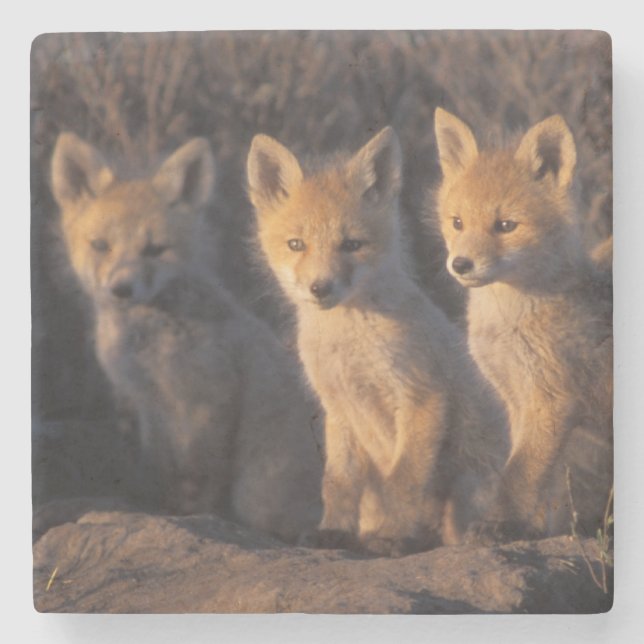 red fox, Vulpes vulpes, kits Stone Coaster (Front)