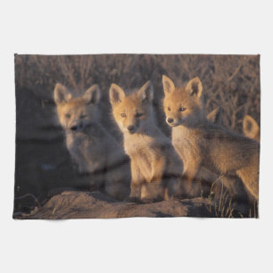 red fox, Vulpes vulpes, kits Tea Towel