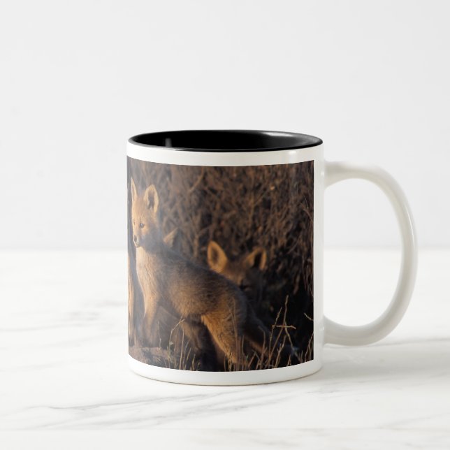 red fox, Vulpes vulpes, kits Two-Tone Coffee Mug (Right)