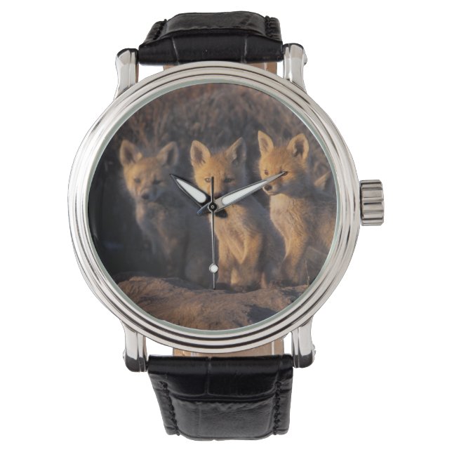 red fox, Vulpes vulpes, kits Watch (Front)