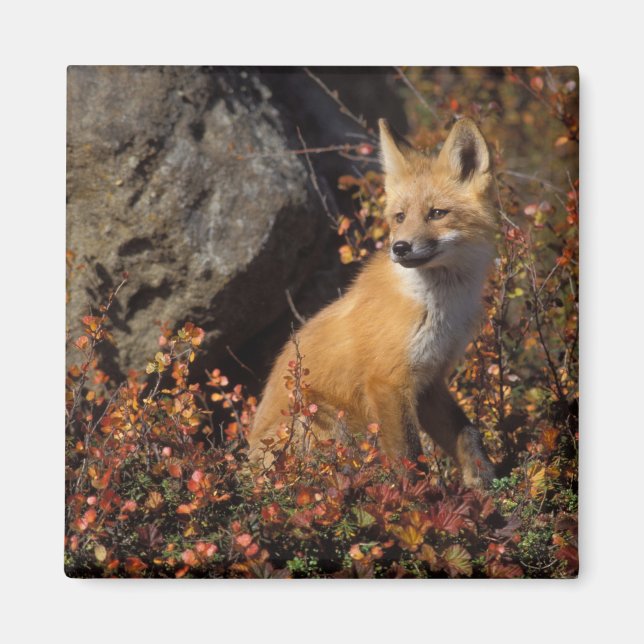 red fox, Vulpes vulpes Magnet (Front)