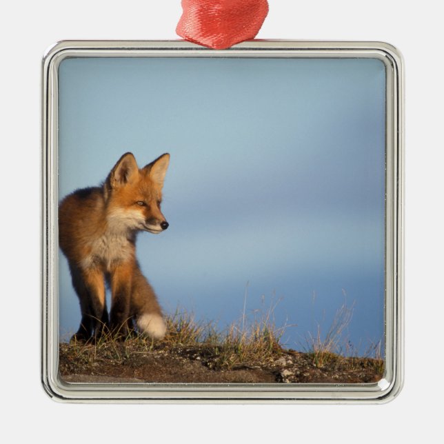 red fox, Vulpes vulpes Metal Tree Decoration (Front)