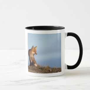 red fox, Vulpes vulpes Mug