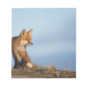 red fox, Vulpes vulpes Notepad