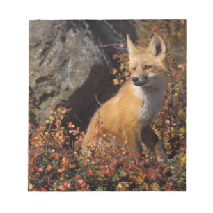 red fox, Vulpes vulpes Notepad
