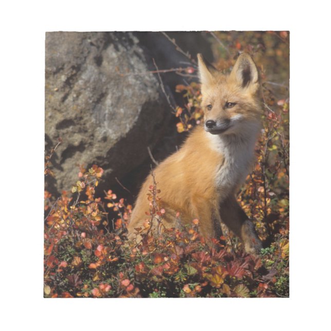 red fox, Vulpes vulpes Notepad (Front)