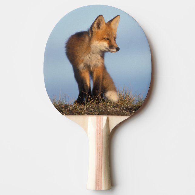 red fox, Vulpes vulpes Ping Pong Paddle (Front)