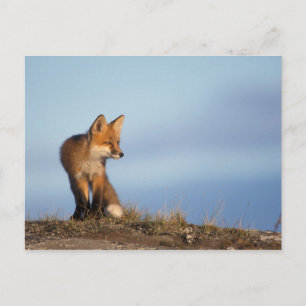 red fox, Vulpes vulpes Postcard