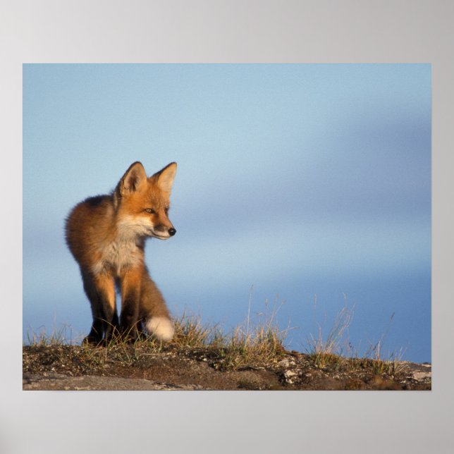 red fox, Vulpes vulpes Poster (Front)