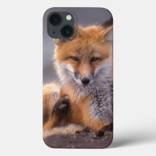 red fox, Vulpes vulpes, pup scratching itself, iPhone 13 Case
