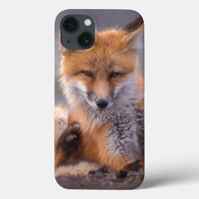 red fox, Vulpes vulpes, pup scratching itself, Case-Mate iPhone Case (Back)