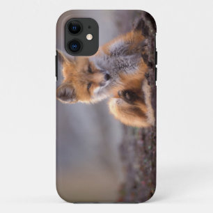 red fox, Vulpes vulpes, pup scratching itself, iPhone 11 Case