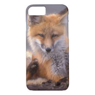 red fox, Vulpes vulpes, pup scratching itself, iPhone 8/7 Case