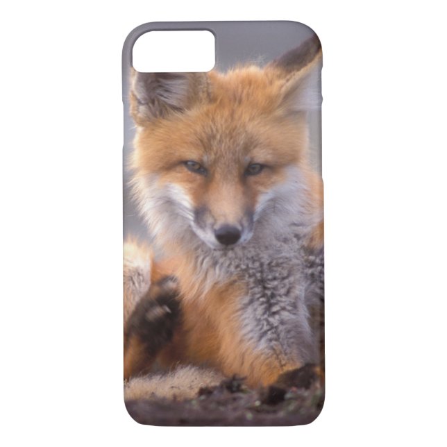 red fox, Vulpes vulpes, pup scratching itself, Case-Mate iPhone Case (Back)