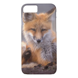 red fox, Vulpes vulpes, pup scratching itself, iPhone 8/7 Case