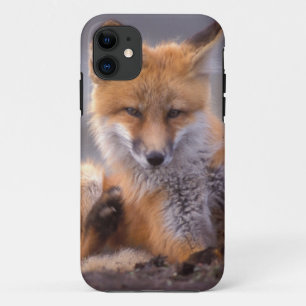red fox, Vulpes vulpes, pup scratching itself, iPhone 11 Case