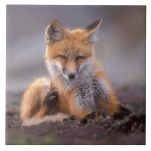 red fox, Vulpes vulpes, pup scratching itself, Ceramic Tile