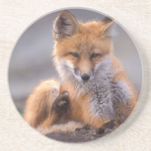 red fox, Vulpes vulpes, pup scratching itself, Coaster