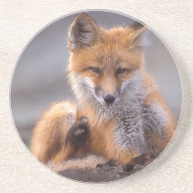 red fox, Vulpes vulpes, pup scratching itself, Coaster (Front)