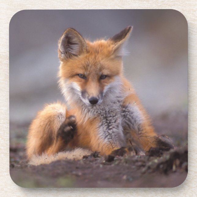 red fox, Vulpes vulpes, pup scratching itself, Coaster (Front)