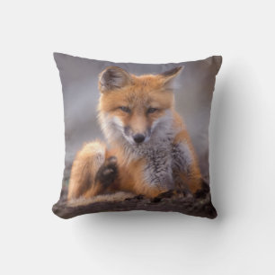 red fox, Vulpes vulpes, pup scratching itself, Cushion