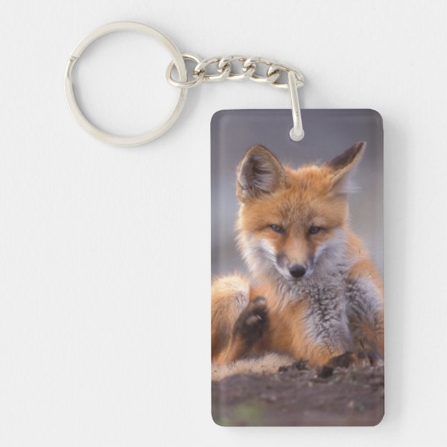red fox, Vulpes vulpes, pup scratching itself, Key Ring (Front)