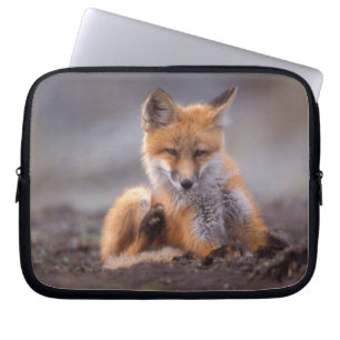 red fox, Vulpes vulpes, pup scratching itself, Laptop Sleeve