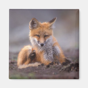 red fox, Vulpes vulpes, pup scratching itself, Magnet