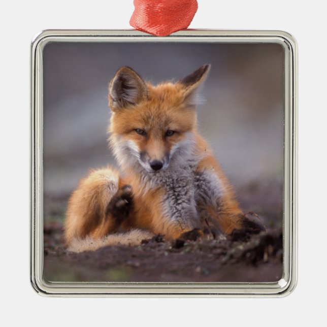 red fox, Vulpes vulpes, pup scratching itself, Metal Tree Decoration (Front)