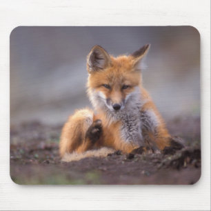 red fox, Vulpes vulpes, pup scratching itself, Mouse Pad