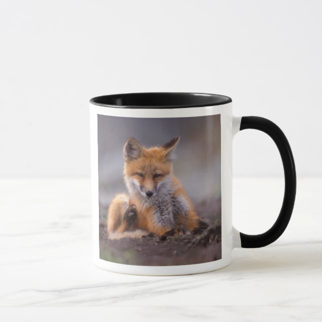 red fox, Vulpes vulpes, pup scratching itself, Mug (Right)